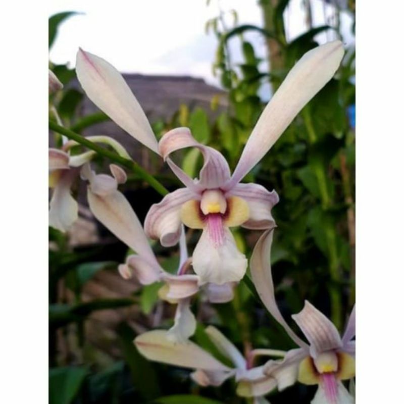 Dendrobium capung kalimantan