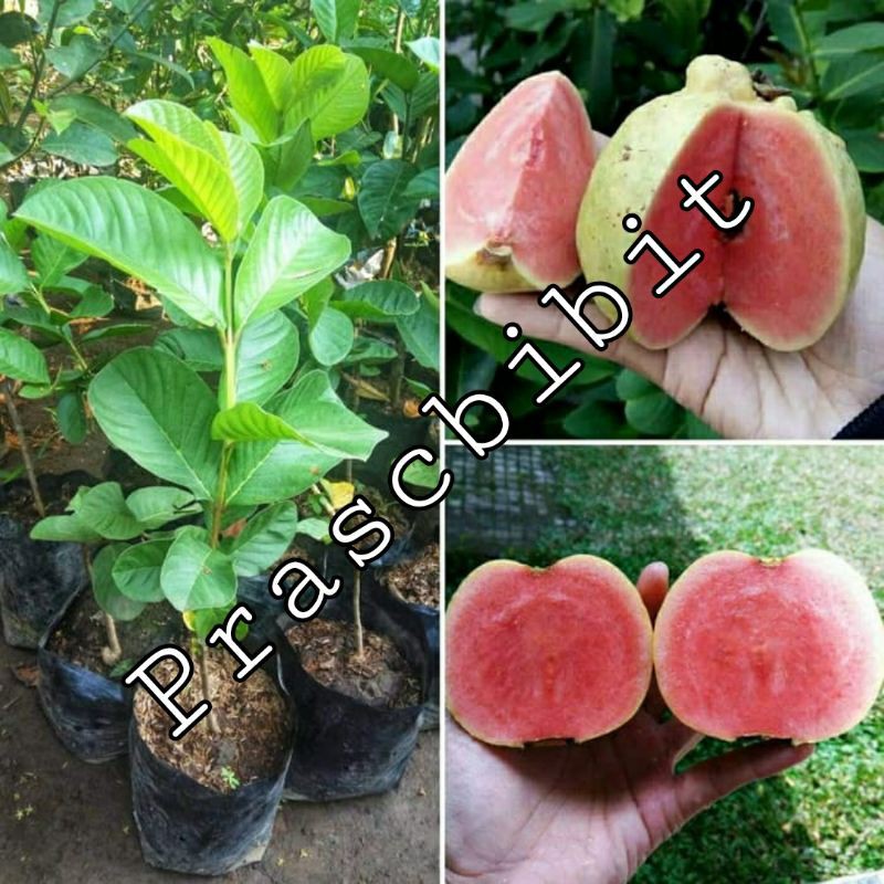 Bibit jambu kristal merah cepat berbuah.