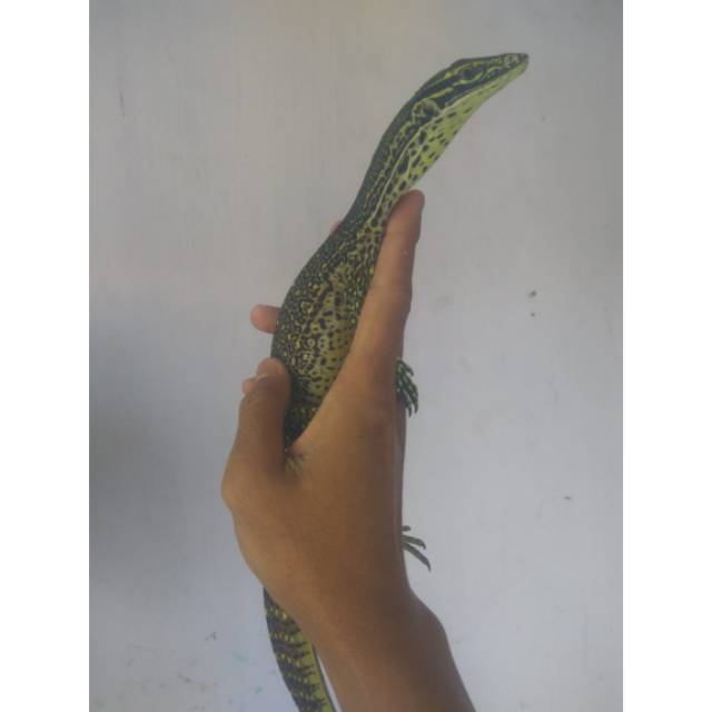 VARANUS ARGUS
