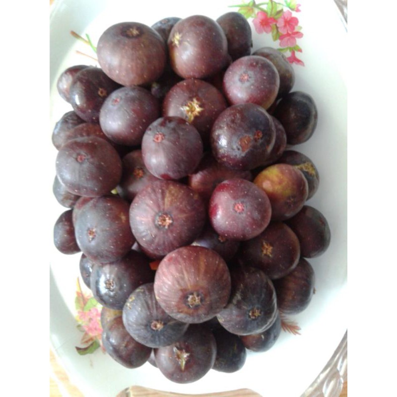 

BUAH TIN SEGAR