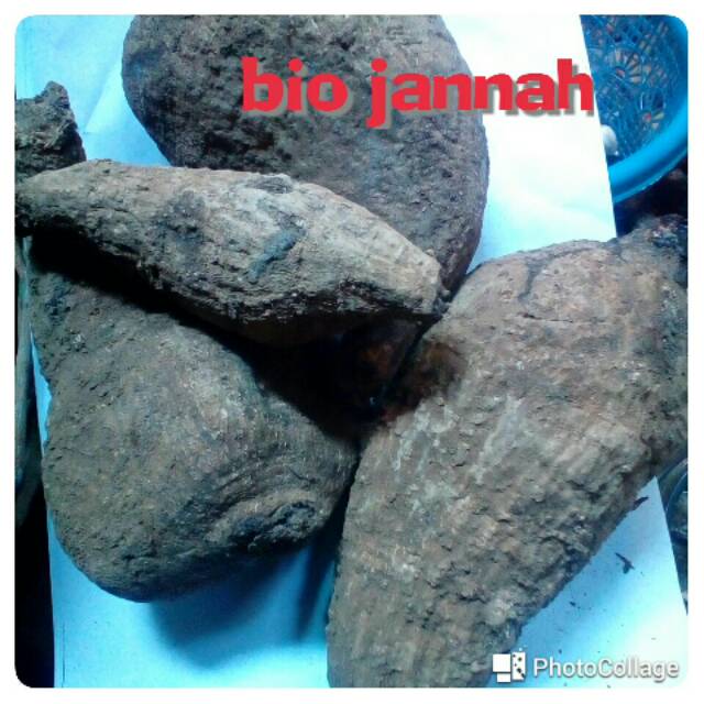 

Umbi widara upas 500 gr