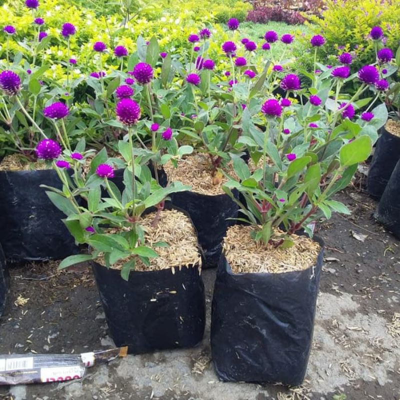 

pohon kembang kancing