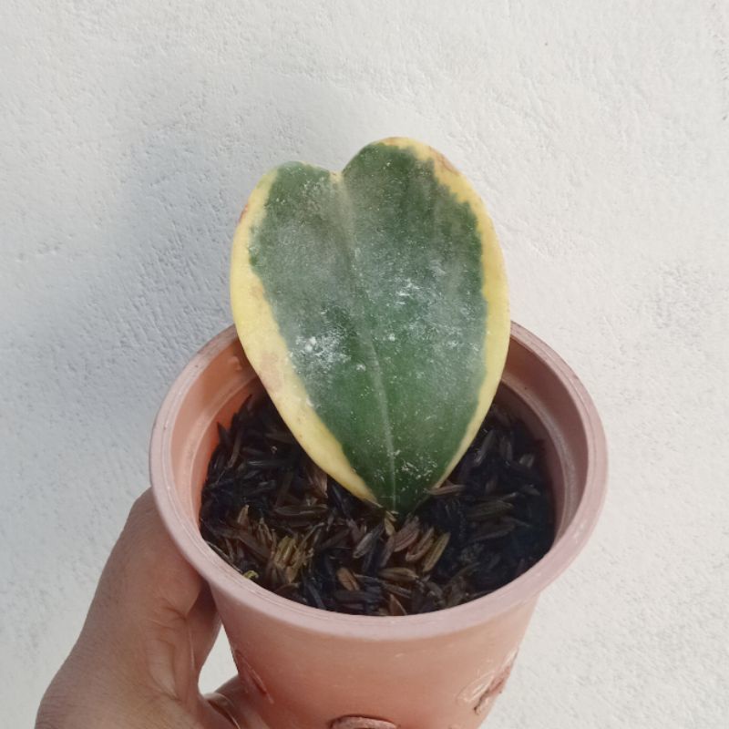 hoya love variegata