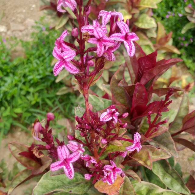 Melati jepang merah (Pseuderanthemum maculatum)- Bibit melati jepang daun merah- bunga taman