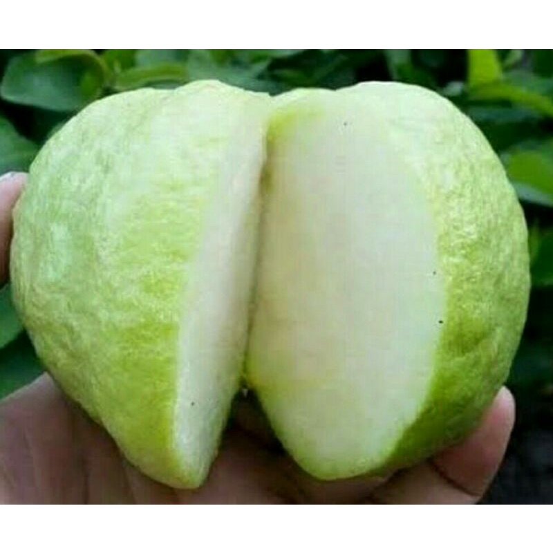 

Jambu Kristal Asli Kebumen