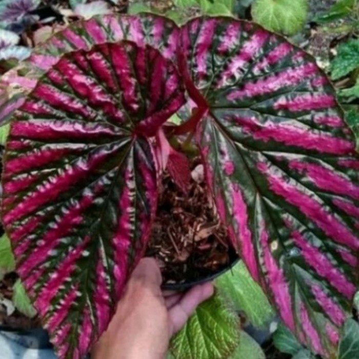 Begonia Rex Walet Tanaman Hias Pohon Begonia Rex Walet