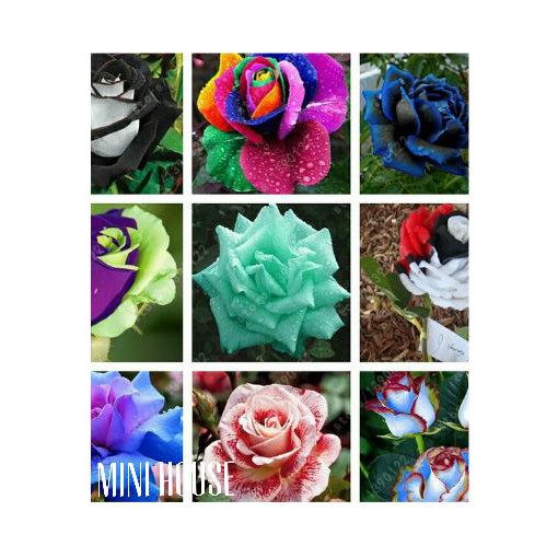 BIBIT BIJI BENIH BUNGA MAWAR MIX IMPORT 20 BIJI wangi