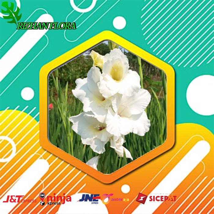 UMBI BUNGA GLADIOL PUTIH