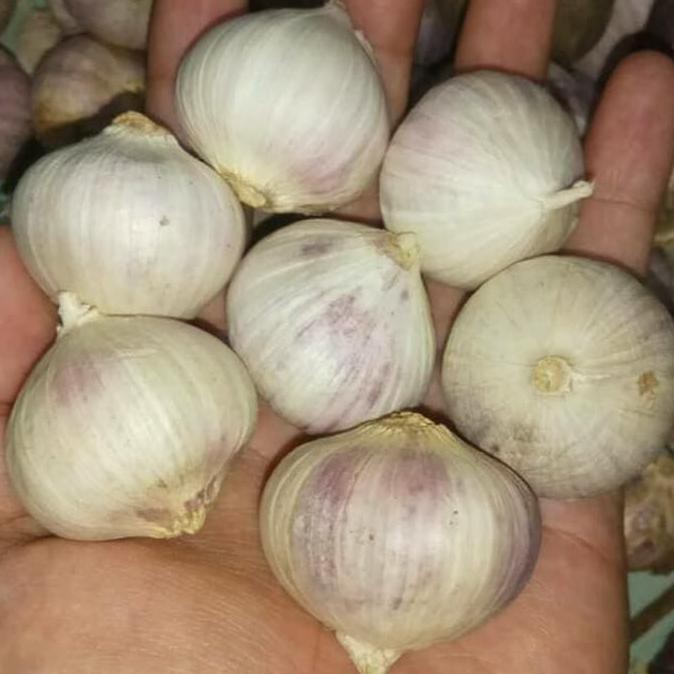 [[BISA COD]] Bawang Putih Tunggal Lanang 1 KG JUMBO kualitas PERTAMAXXX BIG SALE Kode 18