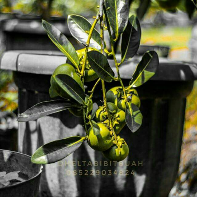 Bibit buah sawo black sapote jumbo