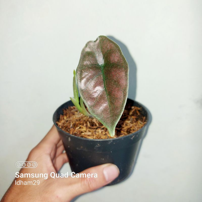 Alocasia Infernalis Red