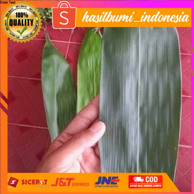 

Daun bambu jumbo segar per lembar/helai ready stok