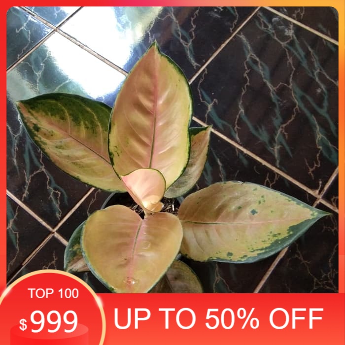 tanaman hias -SULTAN BRUNEI - aglonema sultan brunei