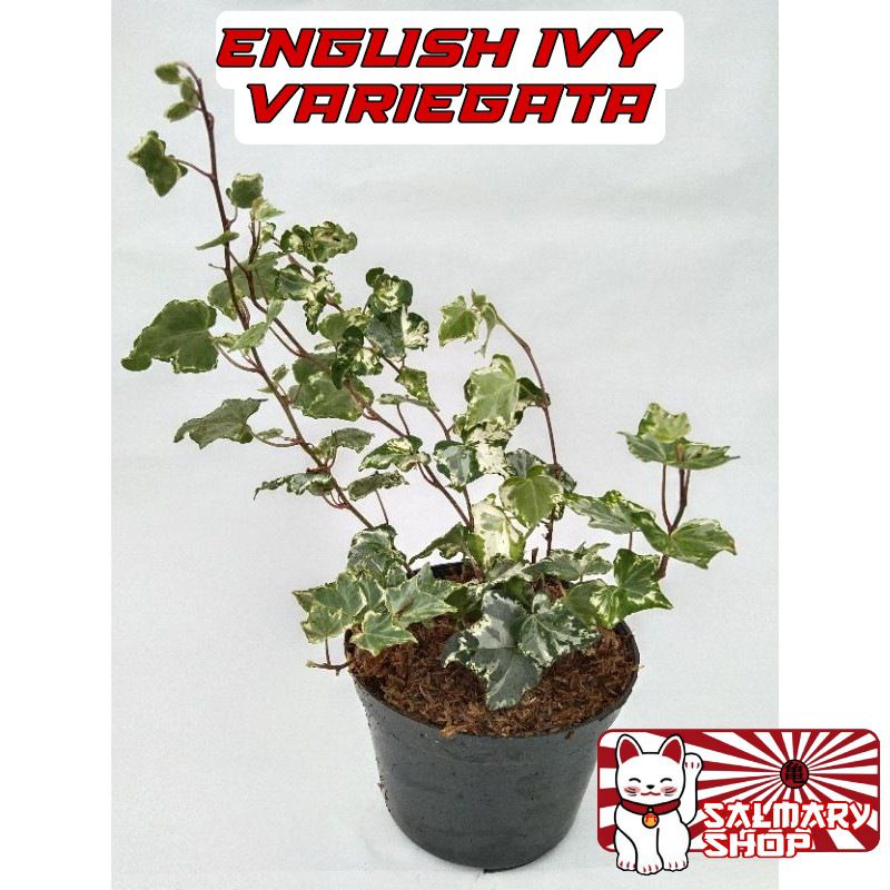 Tanaman Hias Bunga Gantung English Ivy Variegata Paper Tanaman Gantung Rambat Ivi Varigata Peper