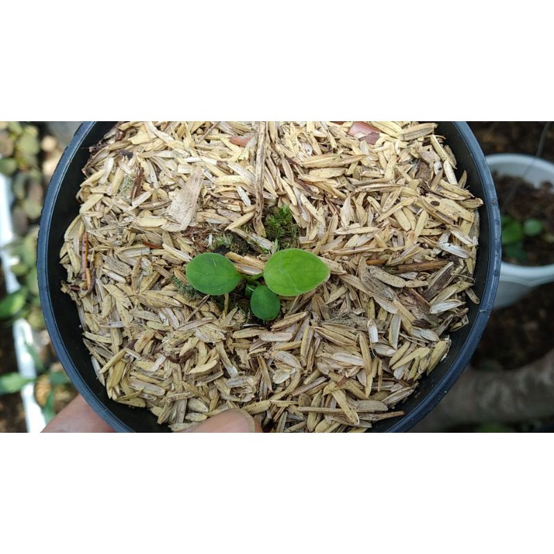 Anthurium Warocqueanum