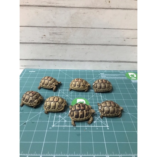 golden greek kecil goldengreek tortoise