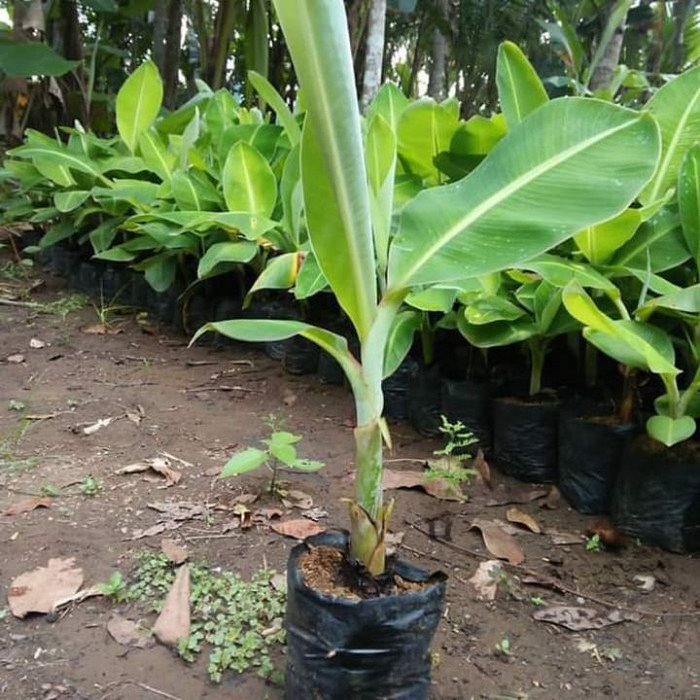 Bibit pisang ambon/ pohon pisang ambon super