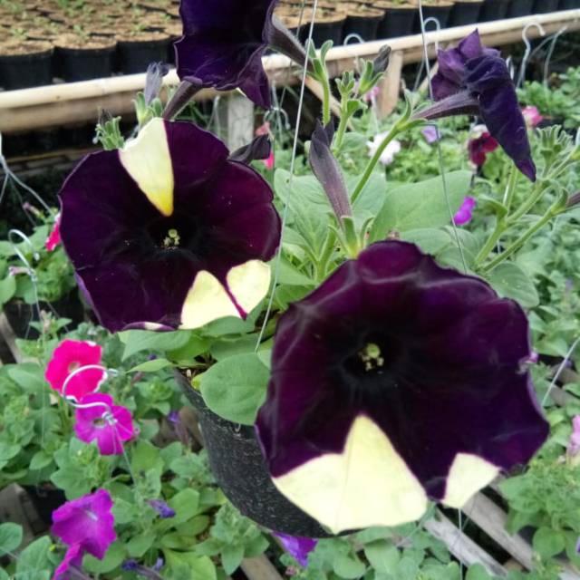

Bunga petunia