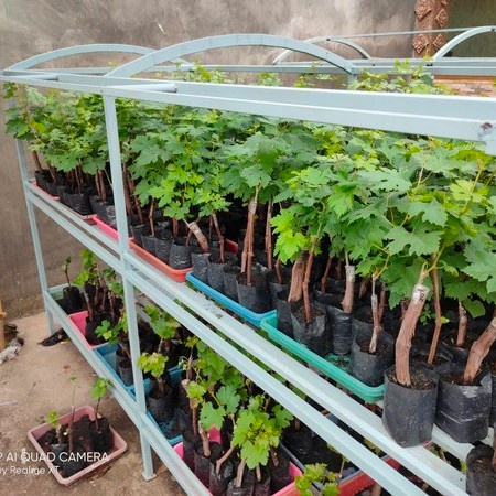 Bibit Anggur Dixon Import Grafting