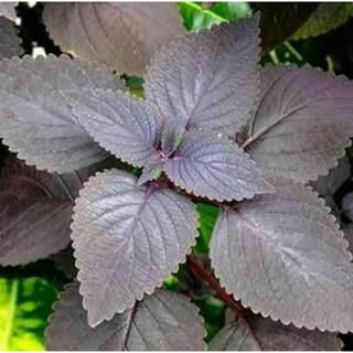 Tanaman herbal miana ungu Shopee Indonesia Tanaman herbal miana ungu Shopee Indonesia