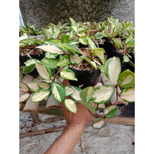 hoya carnosa tricolour