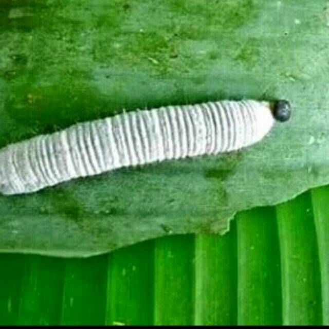 Ulat daun pisang ulat pisang ulat mengkudu pakan burung doping burung