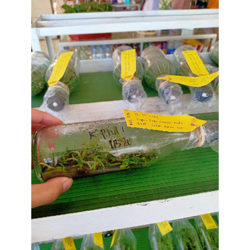 Bibit Anggrek Bulan Dalam Botol