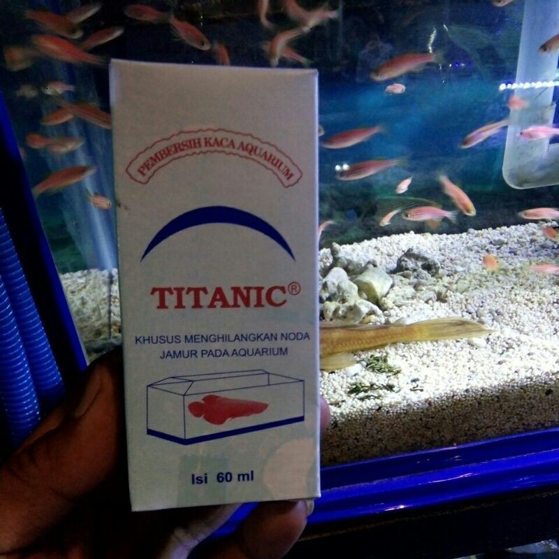 pembersih kerak kaca aquarium