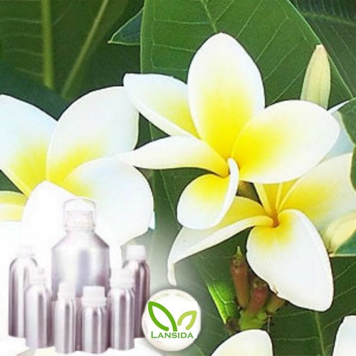 Frangipani Essential Oil 25 ml Minyak Atsiri Bunga Kamboja Plumeria Alba