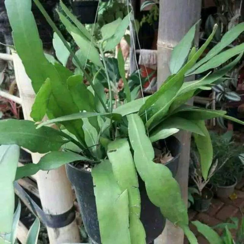 Tanaman hias Wijaya Kusuma bangkok - dewasa - tanaman hidup