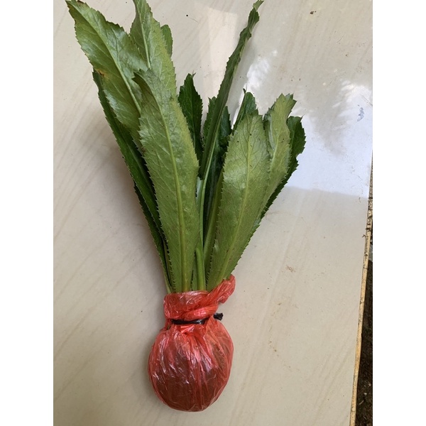 Bibit tanaman walang sangit esen lumut