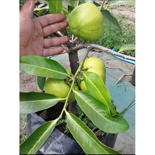 Bibit Buah Black Sapote Jumbo Cepat Berbuah