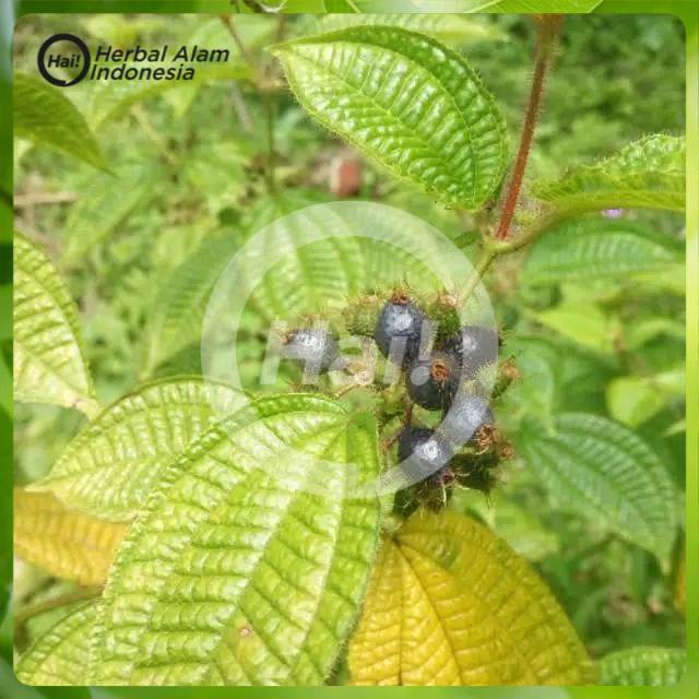 

100gr DAUN HARENDONG SEGAR HARENDONG BULU DAUN SENGGANI FRESH