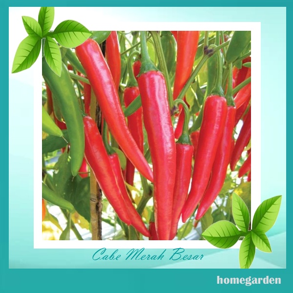 Bibit Cabe Merah Besar Benih Cabe Hibrida Bibit Tanaman Sayuran repack