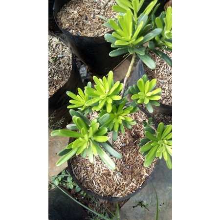 Lohansung Cincuan/ Bonsai Lohansung