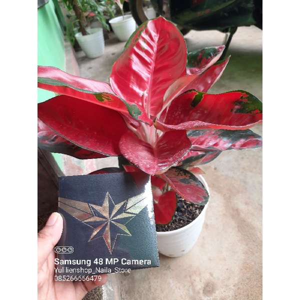 KALUNG KESEHATAN NEW CAPTAIN MARVEL PENDANT MCI