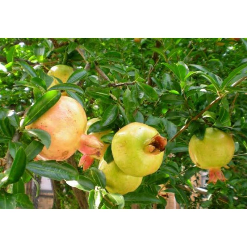 Bibit Delima Putih Herbal, Bunga Pakan Lebah