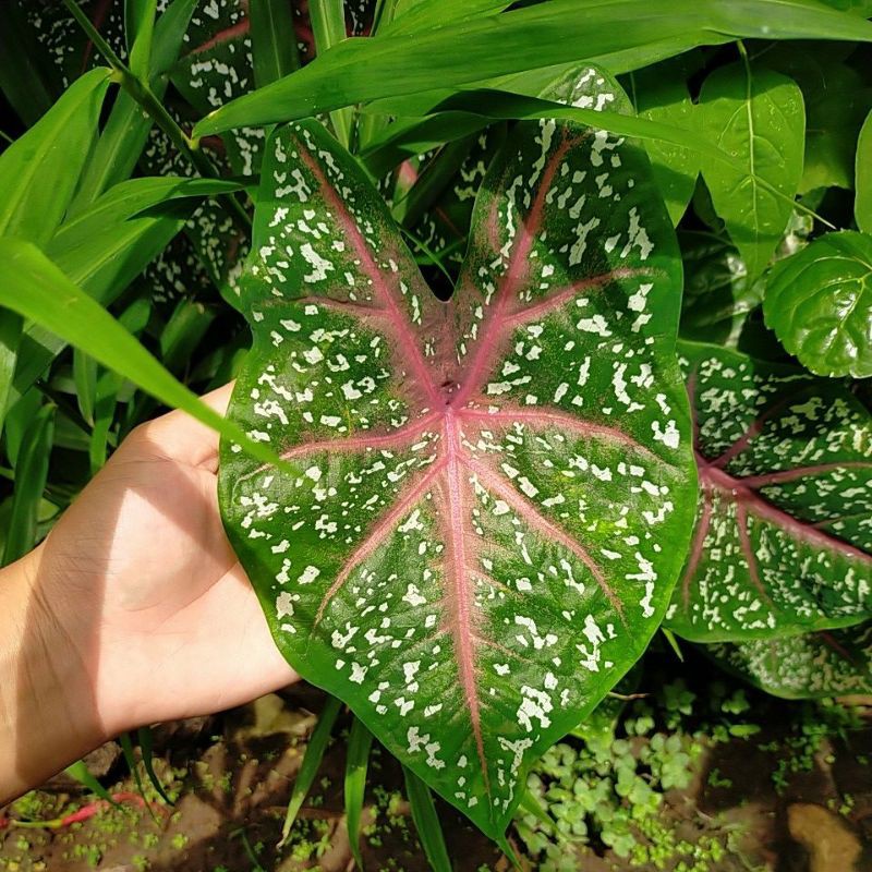 Caladium Red Star / Keladi Hias Red Star