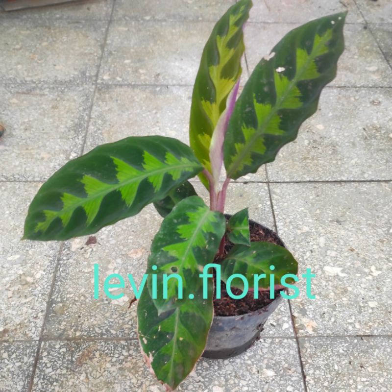 Calathea warscewiczii / jungle velvet / bibit tanaman hias bunga