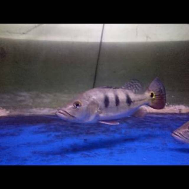 (PAKET 2ekor) Ikan Pbass Mono 18-20cm Peacock Bass