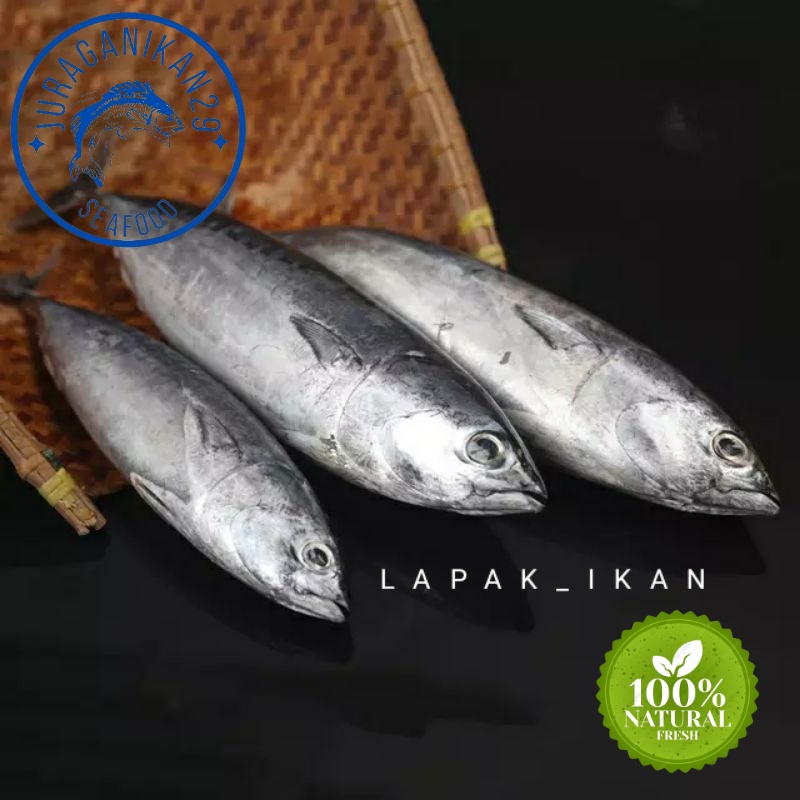 Ikan Tongkol Lisong Segar 1~Kilogram
