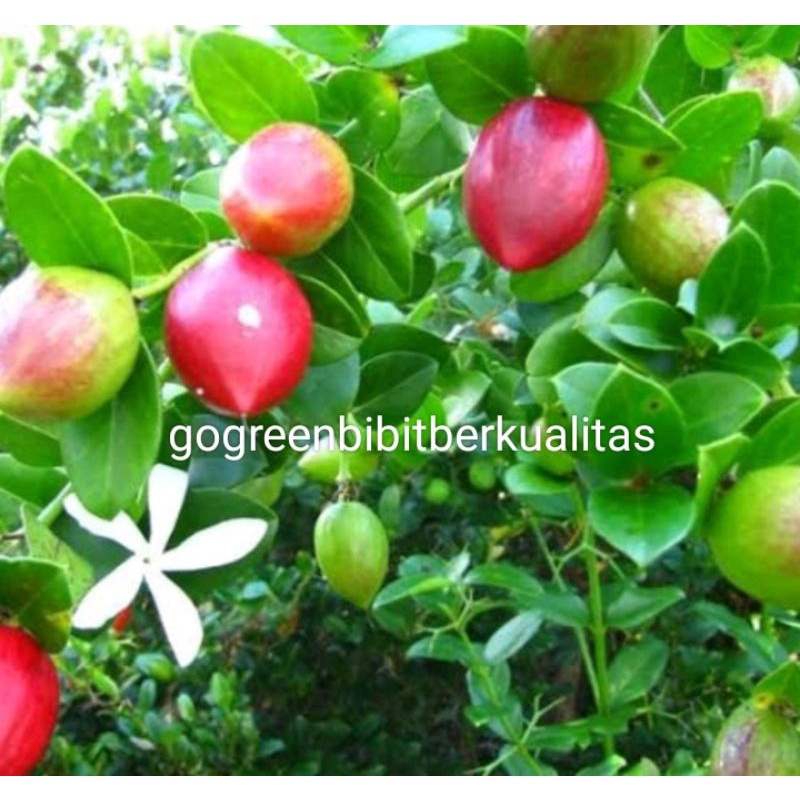 Bibit tanaman buah natal cangkok