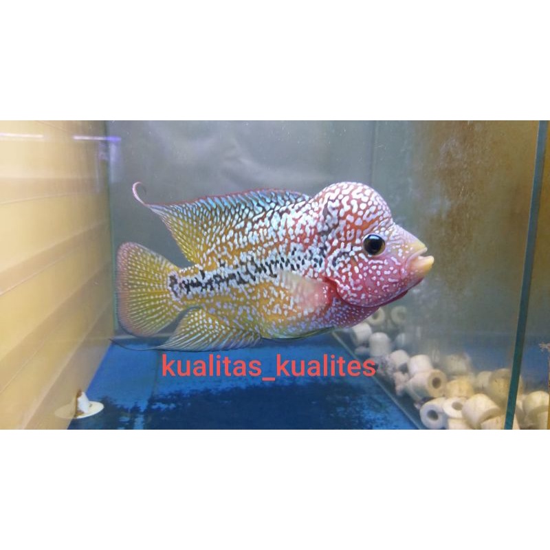 ikan louhan kamfa f2 thailand size 13 cm full mutiara full marking lebar