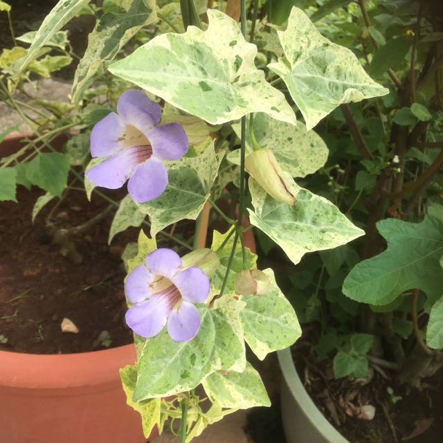 Tanaman Hias Thunbergia Laurifolia Variegata