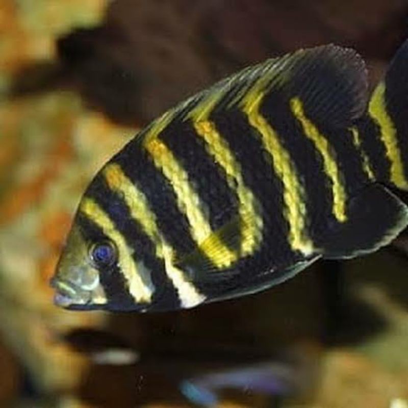 Jual Ninty Nine 99 Zebra Tilapia Heterotilapia Buttikoferi Cichlid ...