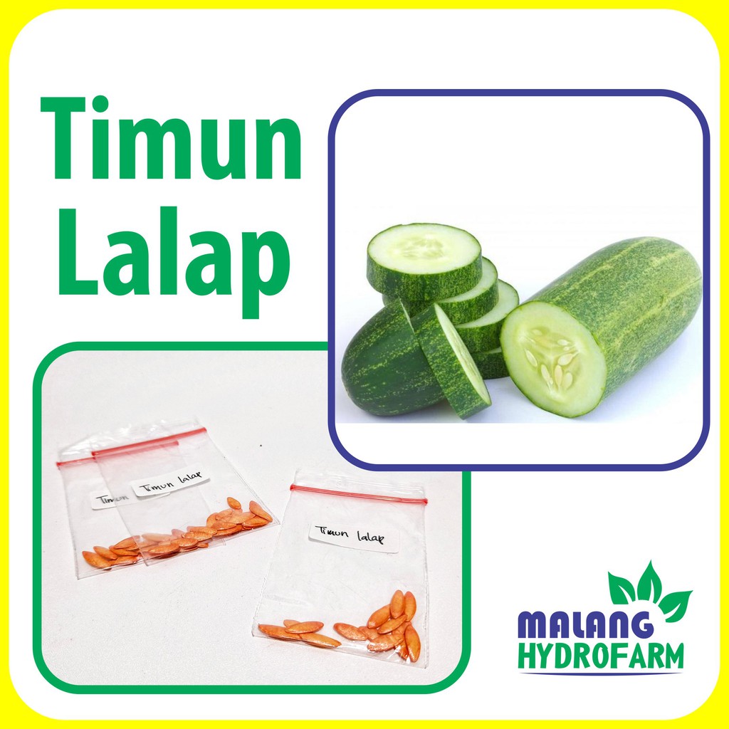 Jual Benih Timun Lalap Unggulan Mentimun Ketimun Berkualitas Acar Biji Bibit Hydroponik