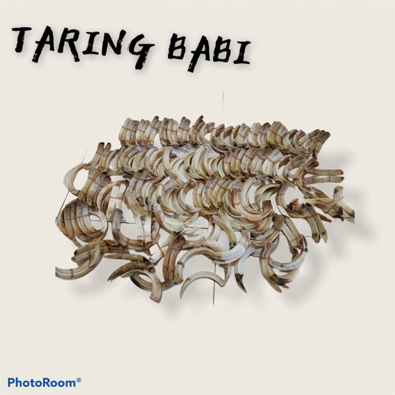 [COD] Supplier Taring Babi ASLI [UK] 8cm 9cm 10cm 11cm 12cm [ BERGARANSI UANG KEMBALI KALAU PALSU ]