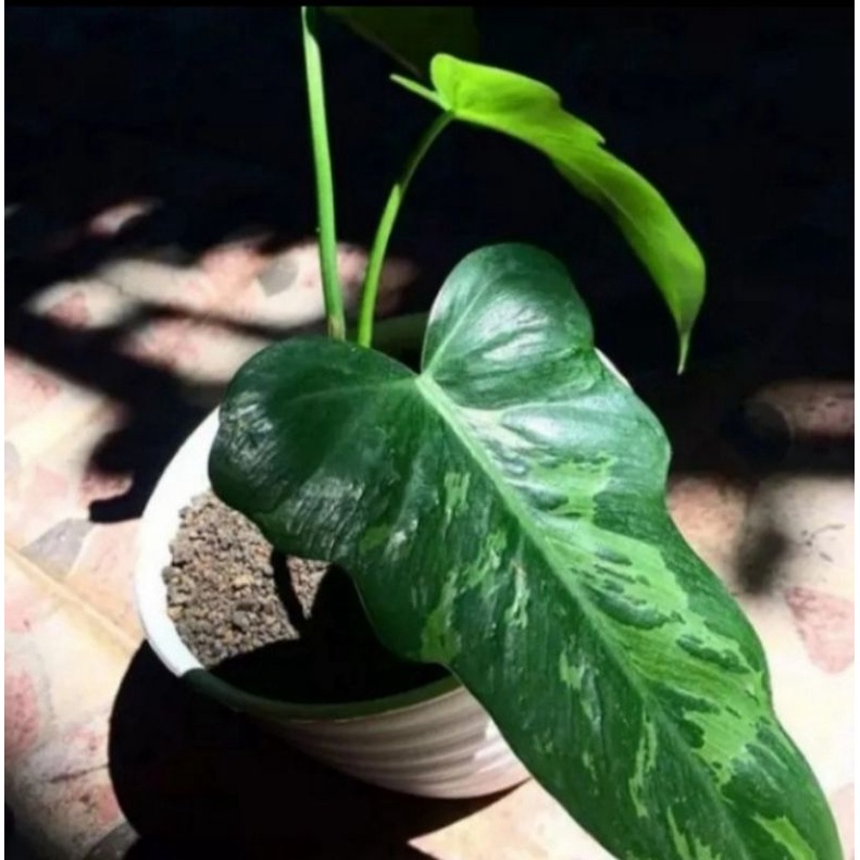 PILODENDRON LIME FIDDLE TANAMAN HIAS PILODENDRON