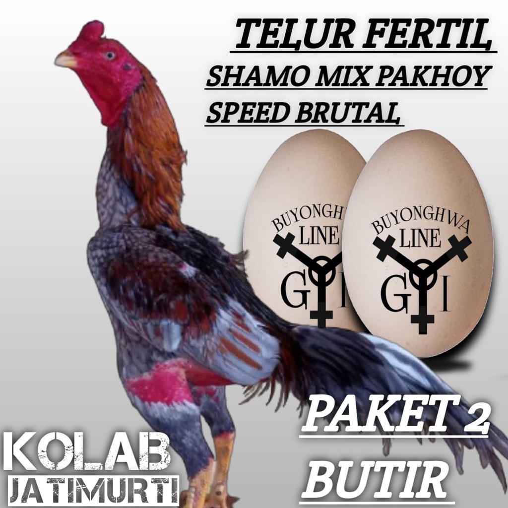 ayam shamo mix pakhoy speed brutal telur fertil aduan