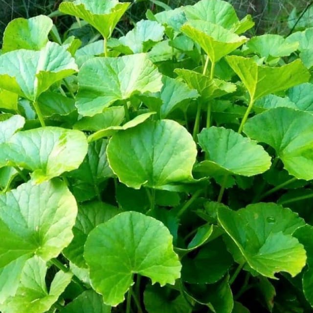 

Daun pegagan segar - Daun antanan herbal organik 1kg